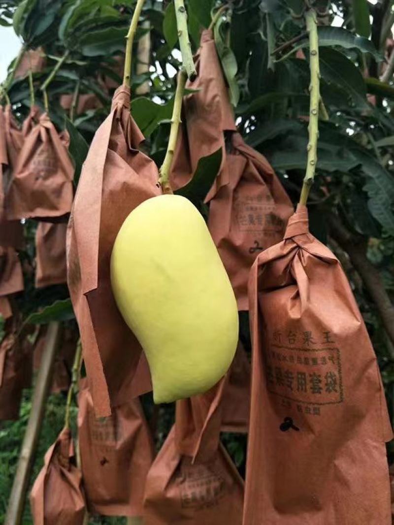 云南热带水果产地直销精品鹰嘴套袋芒果货源充足