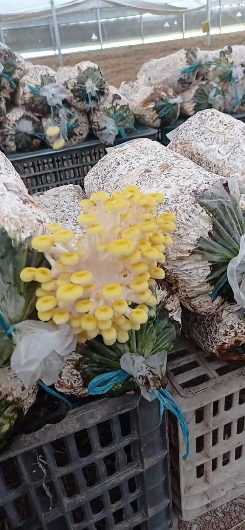 蘑菇种子，蘑菇菌包，黄金菇出菇包，鸡油黄出菇包
