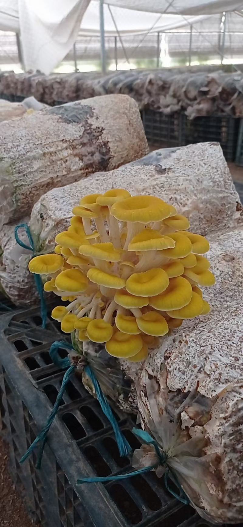 蘑菇种子，蘑菇菌包，黄金菇出菇包，鸡油黄出菇包