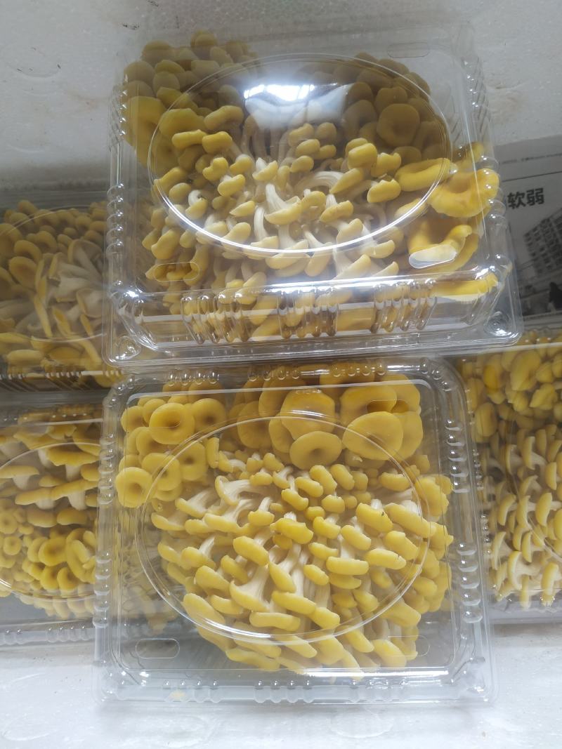 蘑菇种子，蘑菇菌包，黄金菇出菇包，鸡油黄出菇包