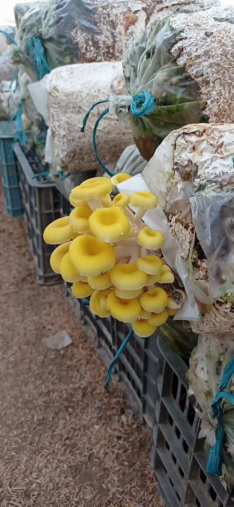 蘑菇种子，蘑菇菌包，黄金菇出菇包，鸡油黄出菇包