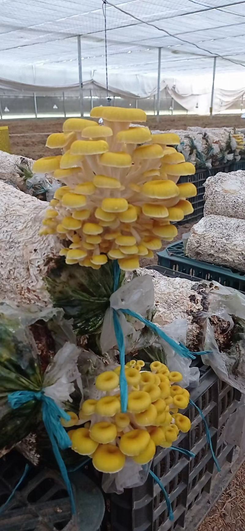 蘑菇种子，蘑菇菌包，黄金菇出菇包，鸡油黄出菇包
