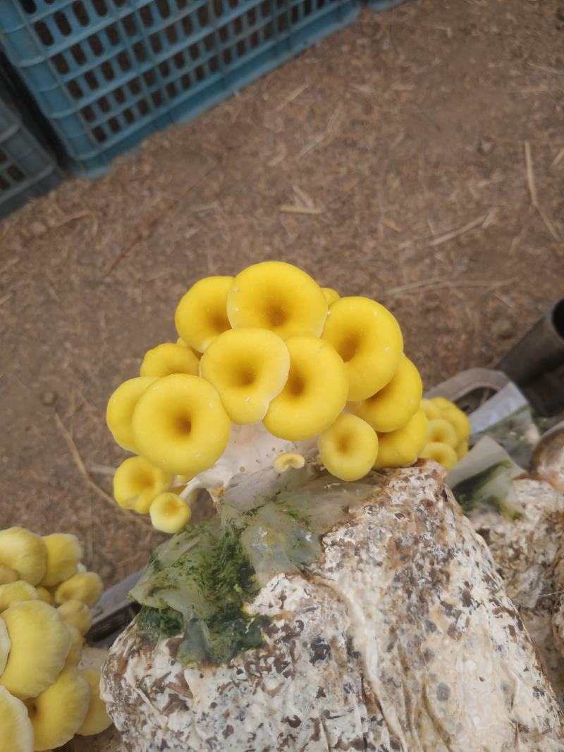 蘑菇种子，蘑菇菌包，黄金菇出菇包，鸡油黄出菇包