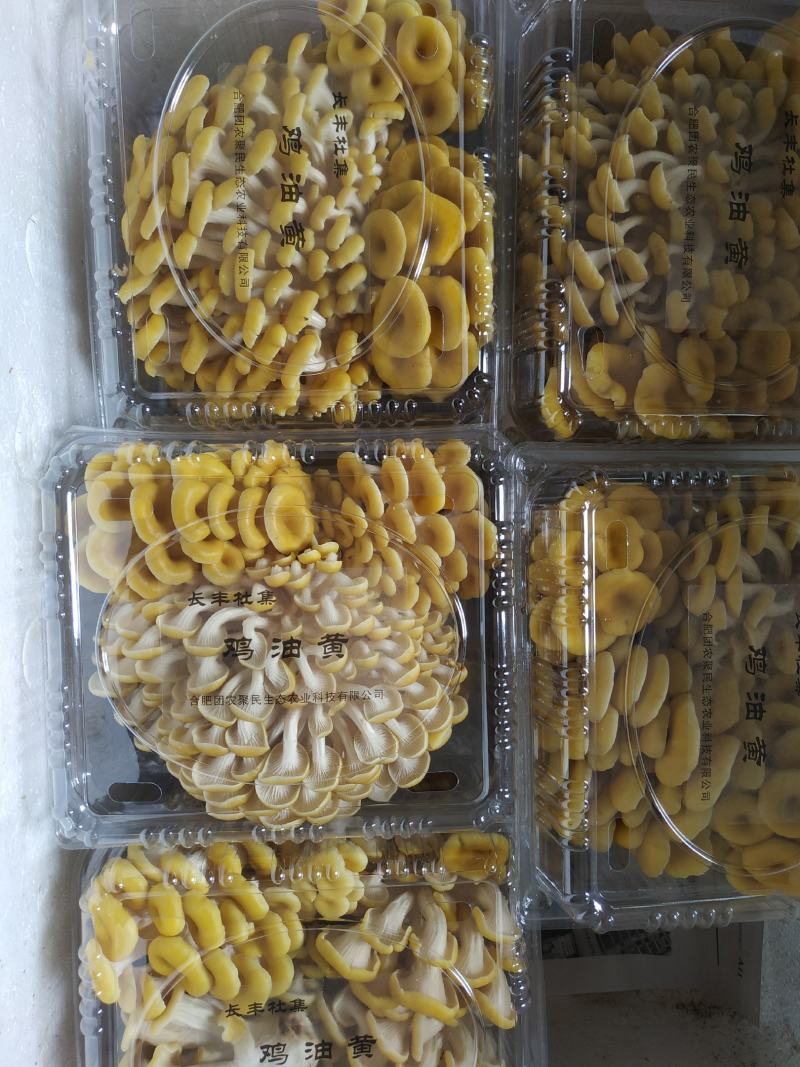 蘑菇种子，蘑菇菌包，黄金菇出菇包，鸡油黄出菇包