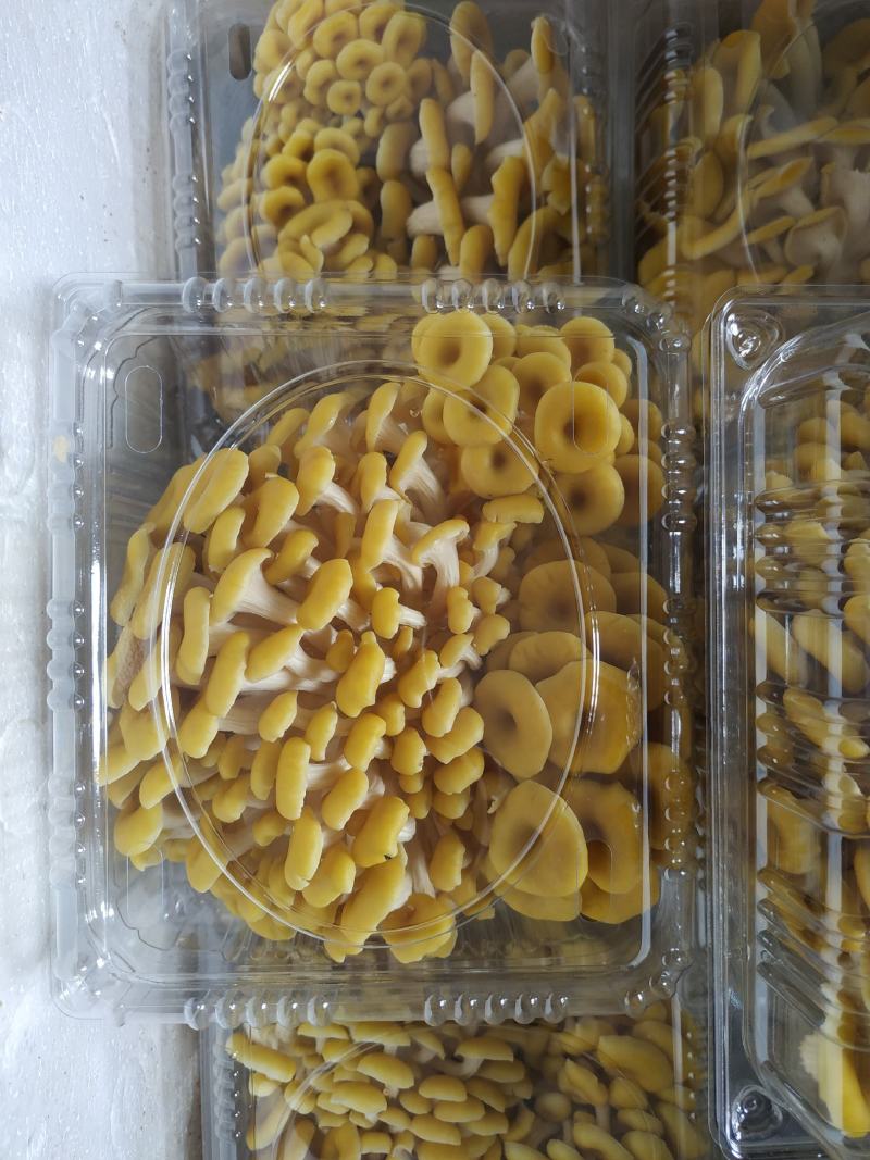 蘑菇种子，蘑菇菌包，黄金菇出菇包，鸡油黄出菇包