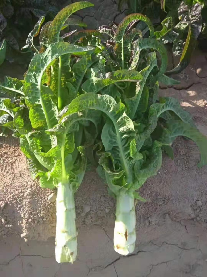 高原夏菜青皮莴笋号上市量大优惠基地直发欢迎考察咨询
