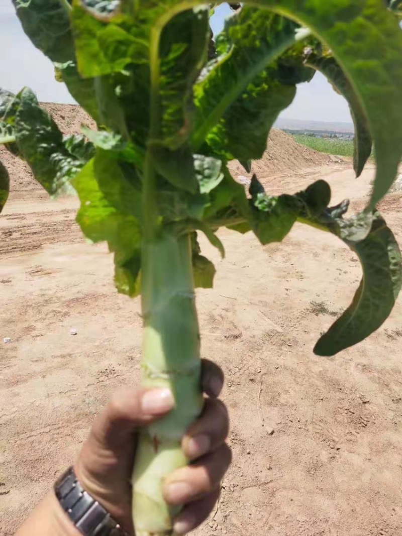 高原夏菜青皮莴笋号上市量大优惠基地直发欢迎考察咨询