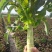 高原夏菜青皮莴笋号上市量大优惠基地直发欢迎考察咨询