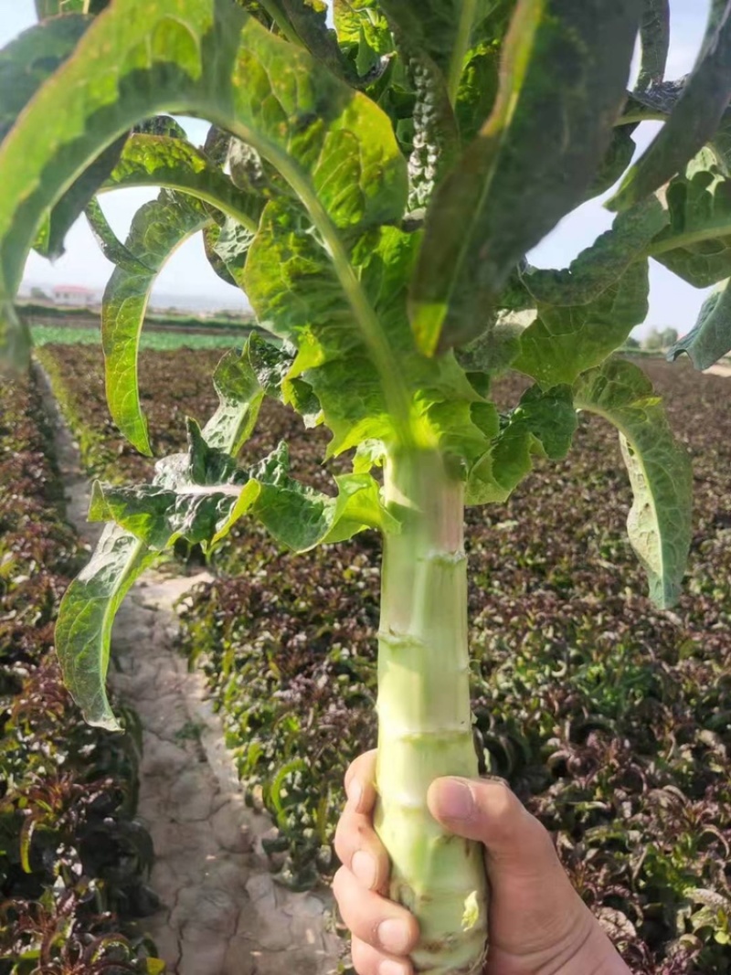 高原夏菜青皮莴笋号上市量大优惠基地直发欢迎考察咨询