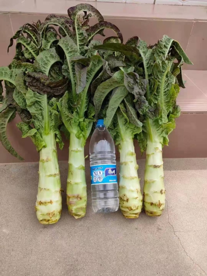 高原夏菜青皮莴笋号上市量大优惠基地直发欢迎考察咨询