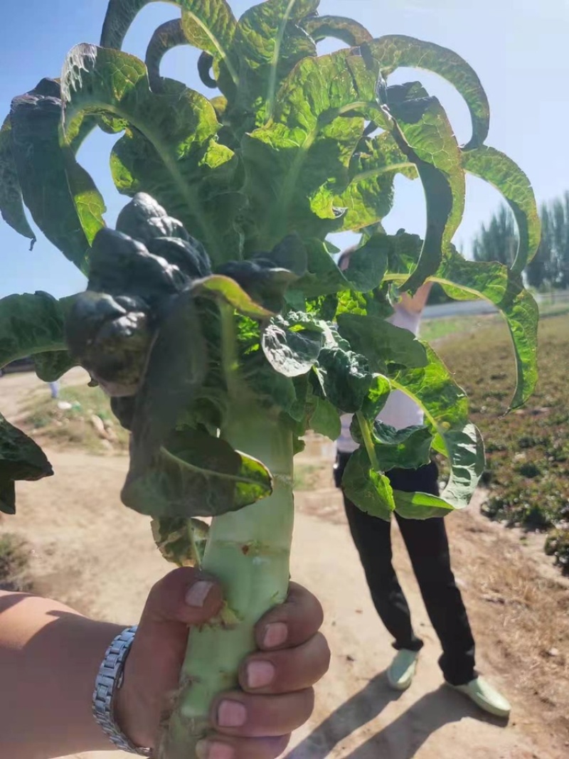 高原夏菜青皮莴笋号上市量大优惠基地直发欢迎考察咨询