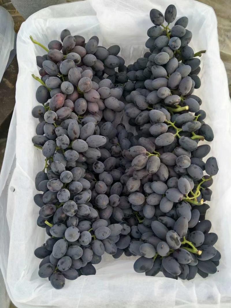 葡萄精品紫甜无核A17大量上市，大串大粒