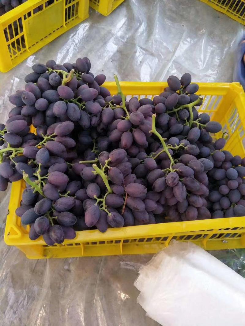 葡萄精品紫甜无核A17大量上市，大串大粒