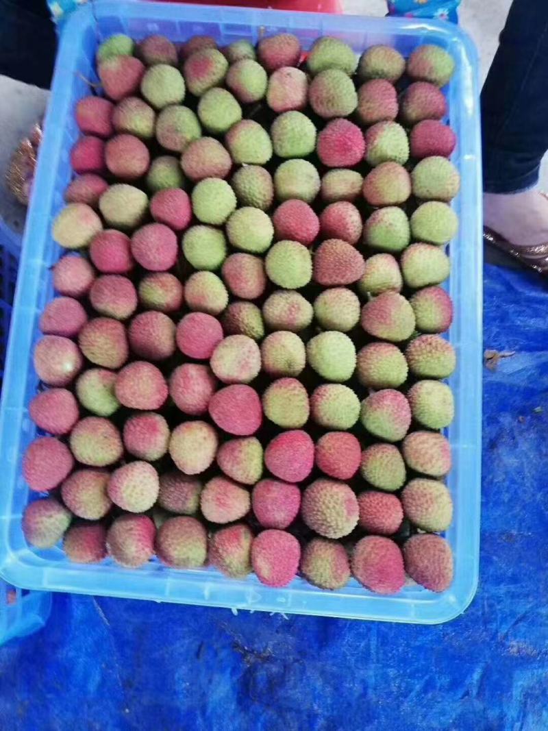 广西妃子笑荔枝大量上市皮薄肉鲜清甜爽口欢迎洽谈！