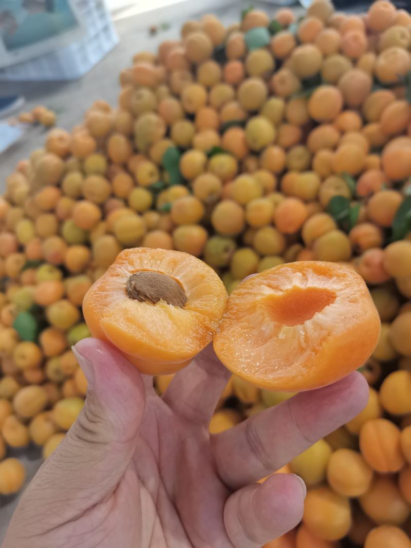 金太阳杏，凯特杏，产地直发，加工厂，电商，市场，超市