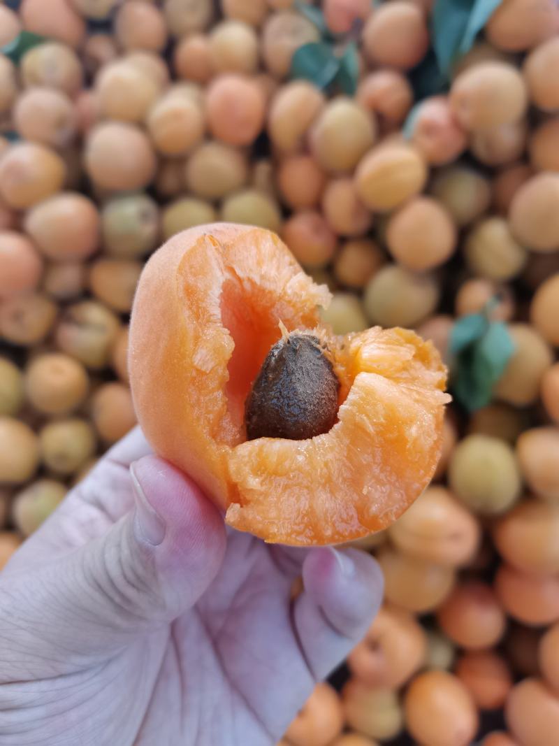 金太阳杏，凯特杏，产地直发，加工厂，电商，市场，超市