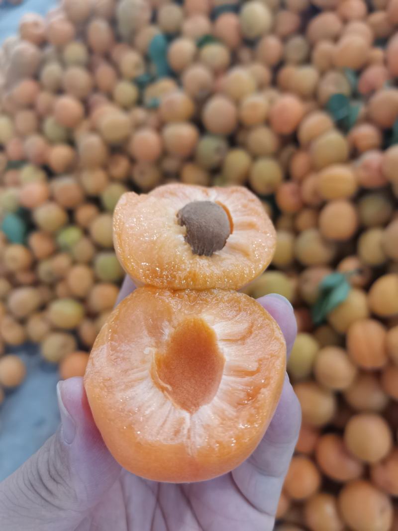 金太阳杏，凯特杏，产地直发，加工厂，电商，市场，超市