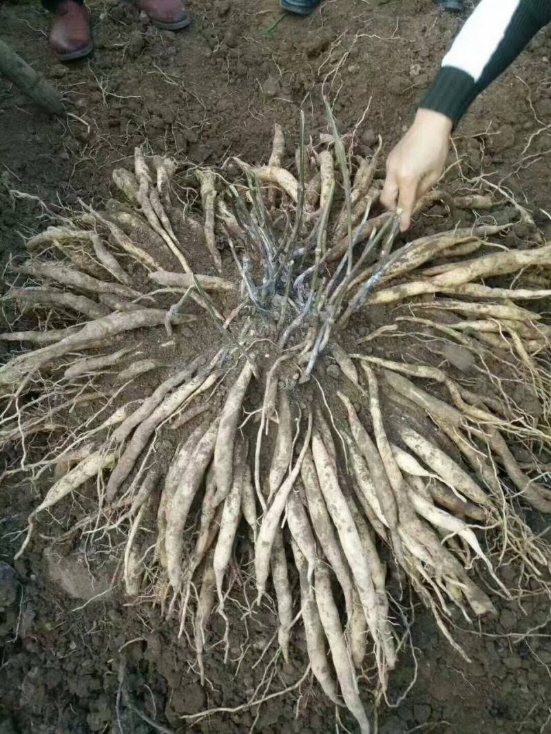 对叶大百部种苗