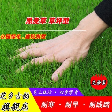 进口种子美国四季青草籽高羊茅草种护坡草籽黑麦草耐寒耐旱耐