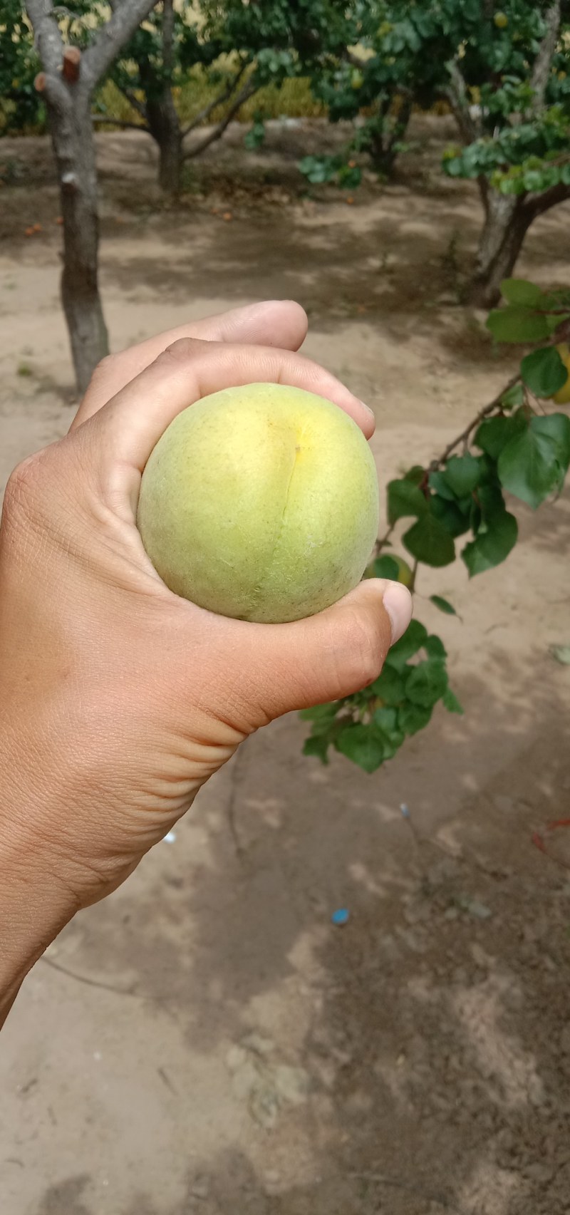 杏