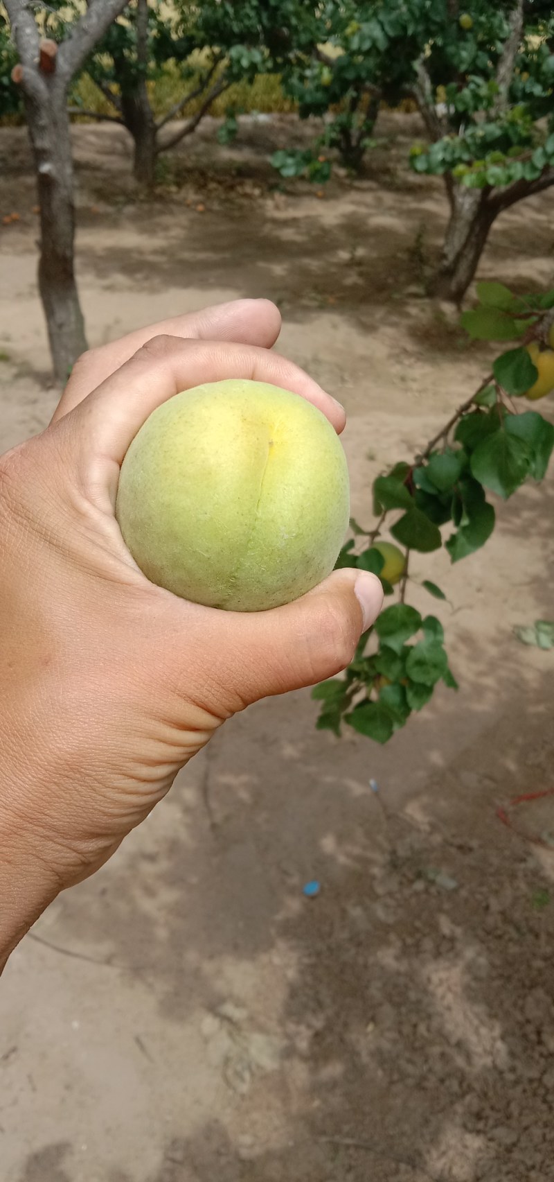 杏