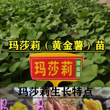 玛莎莉红薯苗玛莎莉黄金薯苗原种脱毒苗大田苗蔓头苗