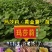 玛莎莉红薯苗玛莎莉黄金薯苗原种脱毒苗大田苗蔓头苗
