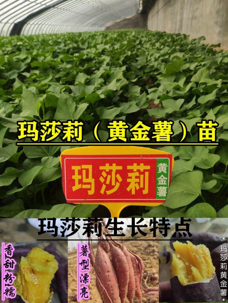 玛莎莉红薯苗玛莎莉黄金薯苗原种脱毒苗大田苗蔓头苗