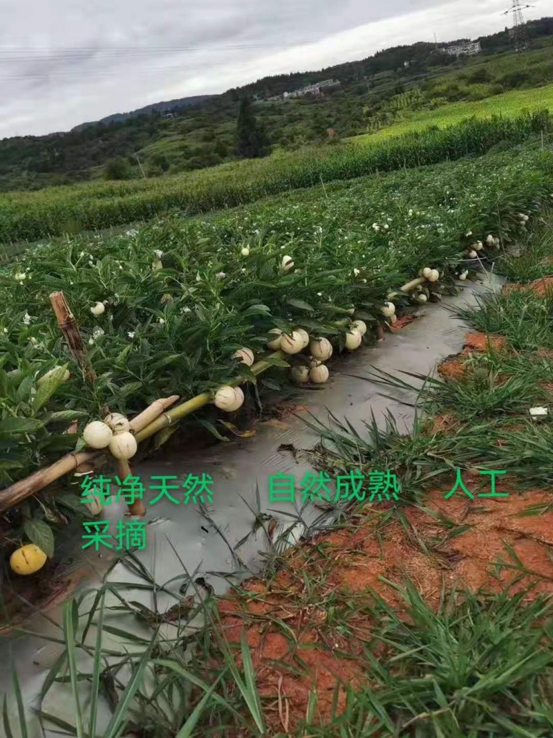 云南石林人参果圆果长寿果产地一手货源全国发货
