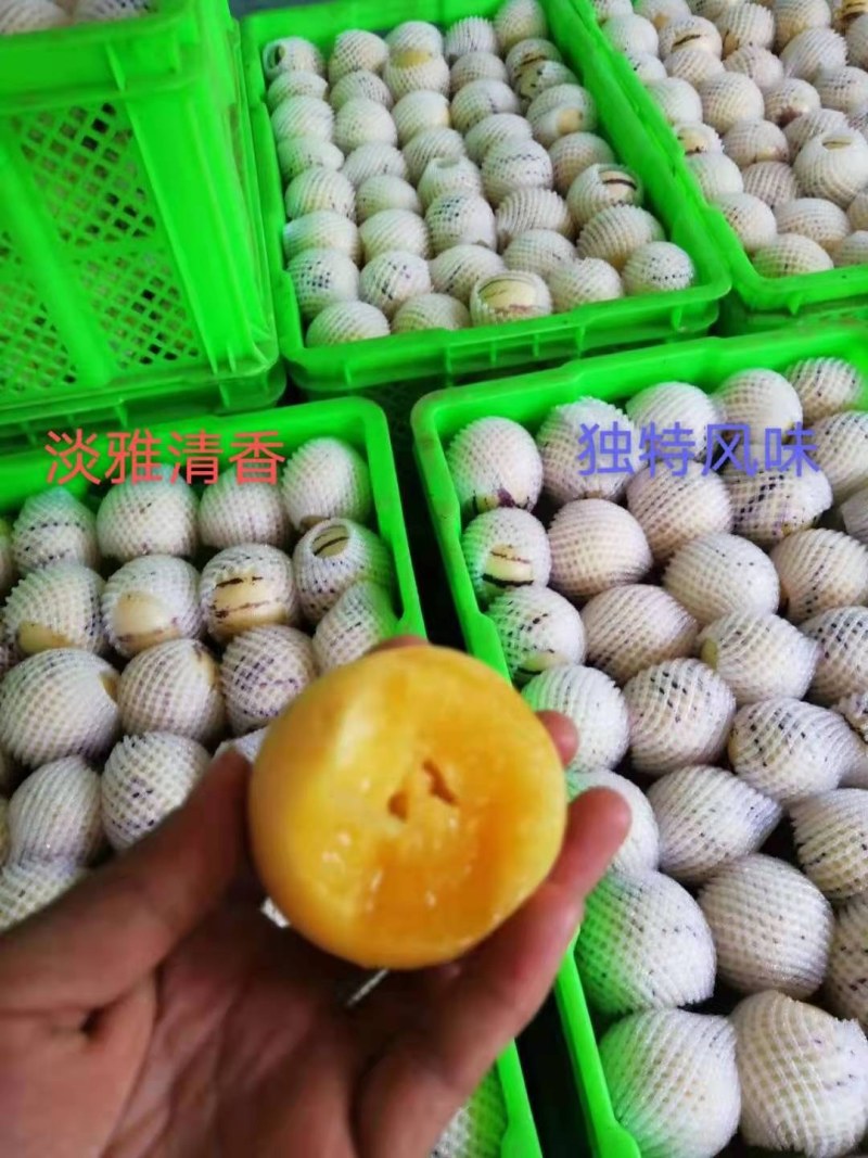 云南石林人参果圆果长寿果产地一手货源全国发货