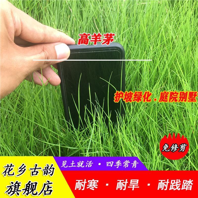进口种子美国四季青草籽高羊茅草种护坡草籽黑麦草耐寒耐旱耐