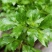 【荆芥种子】河南大叶荆芥籽四季播农家蔬菜种子大全生菜籽种