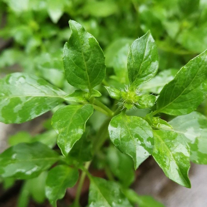 【荆芥种子】河南大叶荆芥籽四季播农家蔬菜种子大全生菜籽种