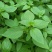 【荆芥种子】河南大叶荆芥籽四季播农家蔬菜种子大全生菜籽种