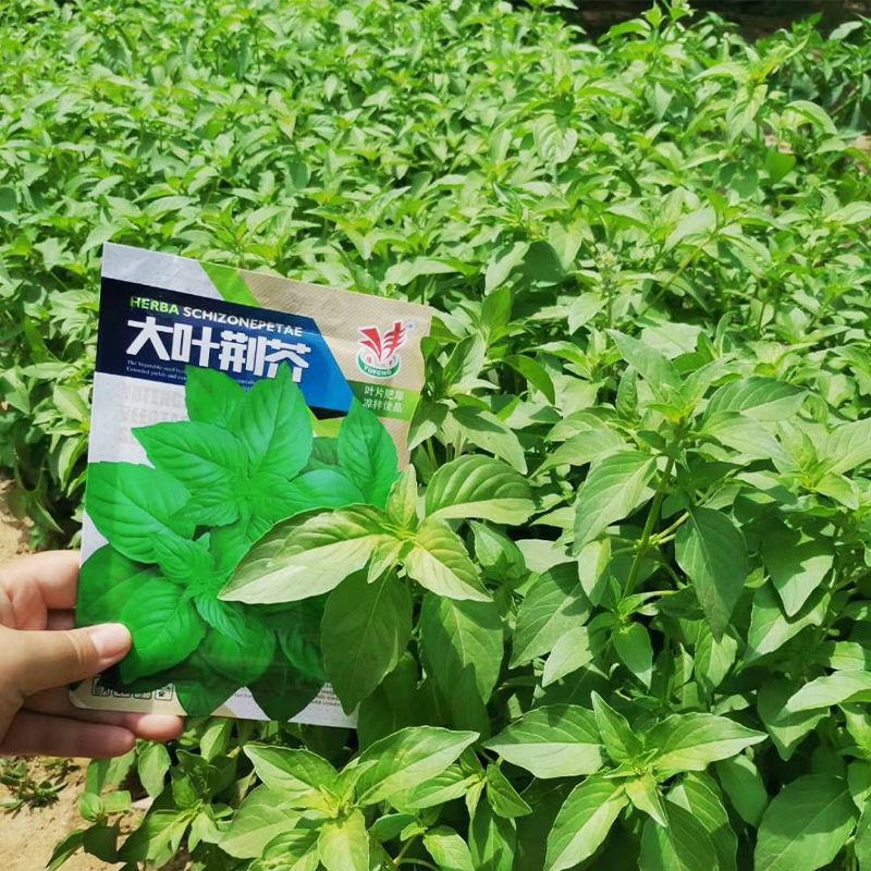 【荆芥种子】河南大叶荆芥籽四季播农家蔬菜种子大全生菜籽种