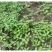 【荆芥种子】河南大叶荆芥籽四季播农家蔬菜种子大全生菜籽种