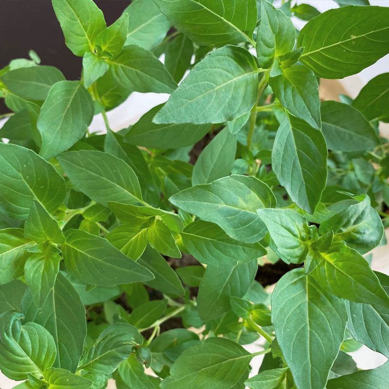 【荆芥种子】河南大叶荆芥籽四季播农家蔬菜种子大全生菜籽种