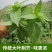 【荆芥种子】河南大叶荆芥籽四季播农家蔬菜种子大全生菜籽种
