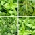 【荆芥种子】河南大叶荆芥籽四季播农家蔬菜种子大全生菜籽种