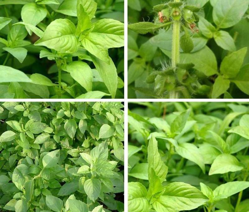 【荆芥种子】河南大叶荆芥籽四季播农家蔬菜种子大全生菜籽种