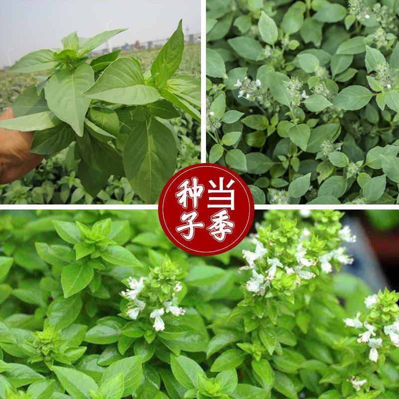【荆芥种子】河南大叶荆芥籽四季播农家蔬菜种子大全生菜籽种