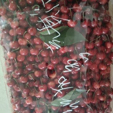 精品布鲁克斯美早大量上市！价格美丽！欢迎采购
