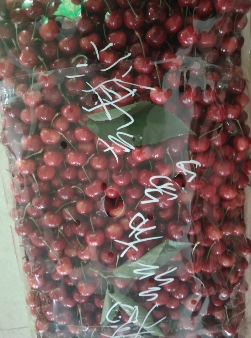 精品布鲁克斯美早大量上市！价格美丽！欢迎采购