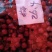 精品布鲁克斯美早大量上市！价格美丽！欢迎采购