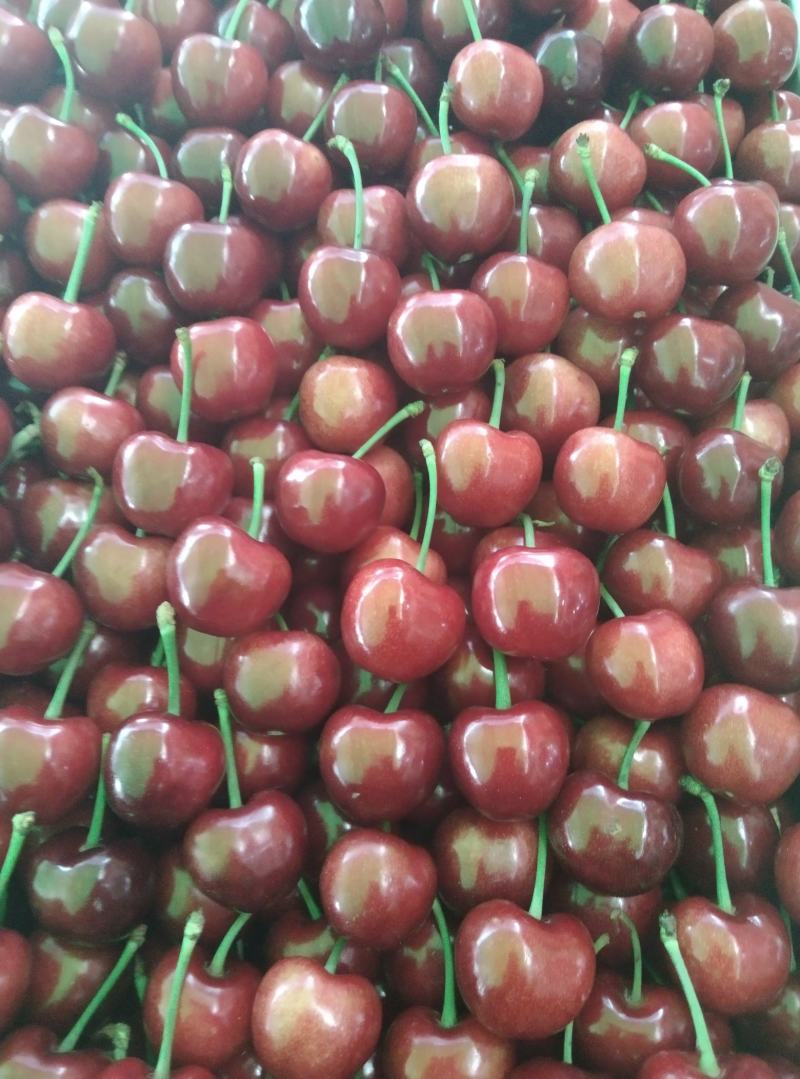 精品布鲁克斯美早大量上市！价格美丽！欢迎采购