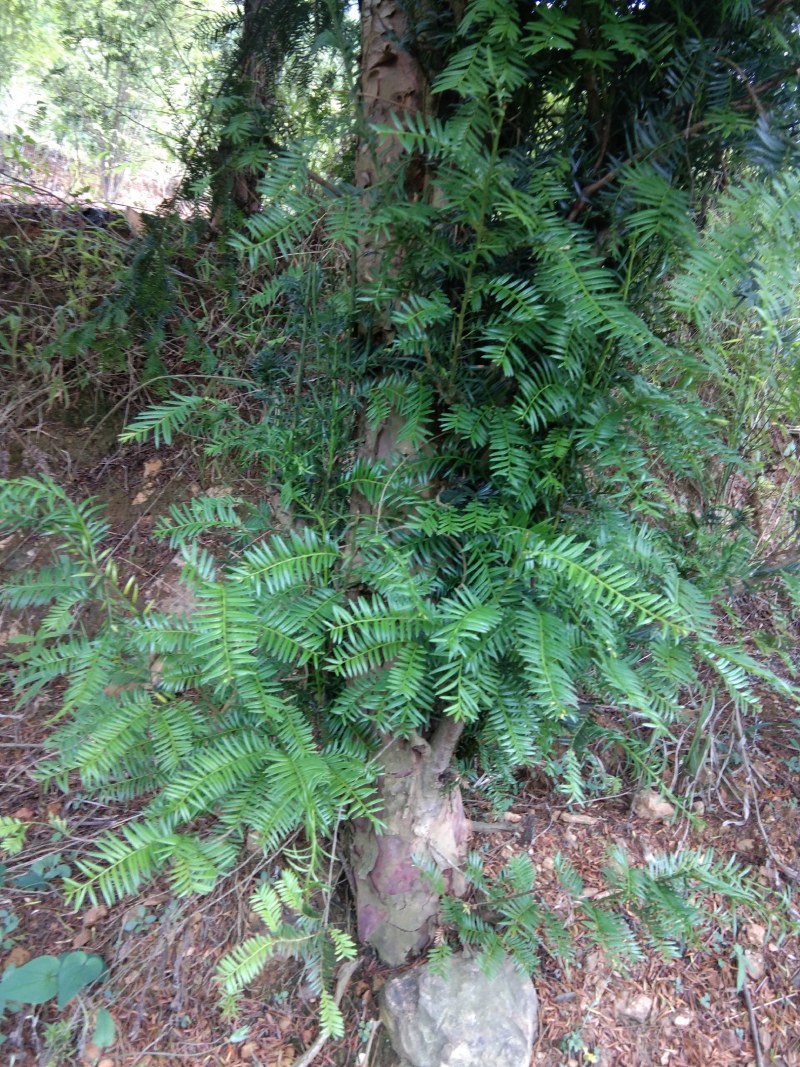 红豆杉