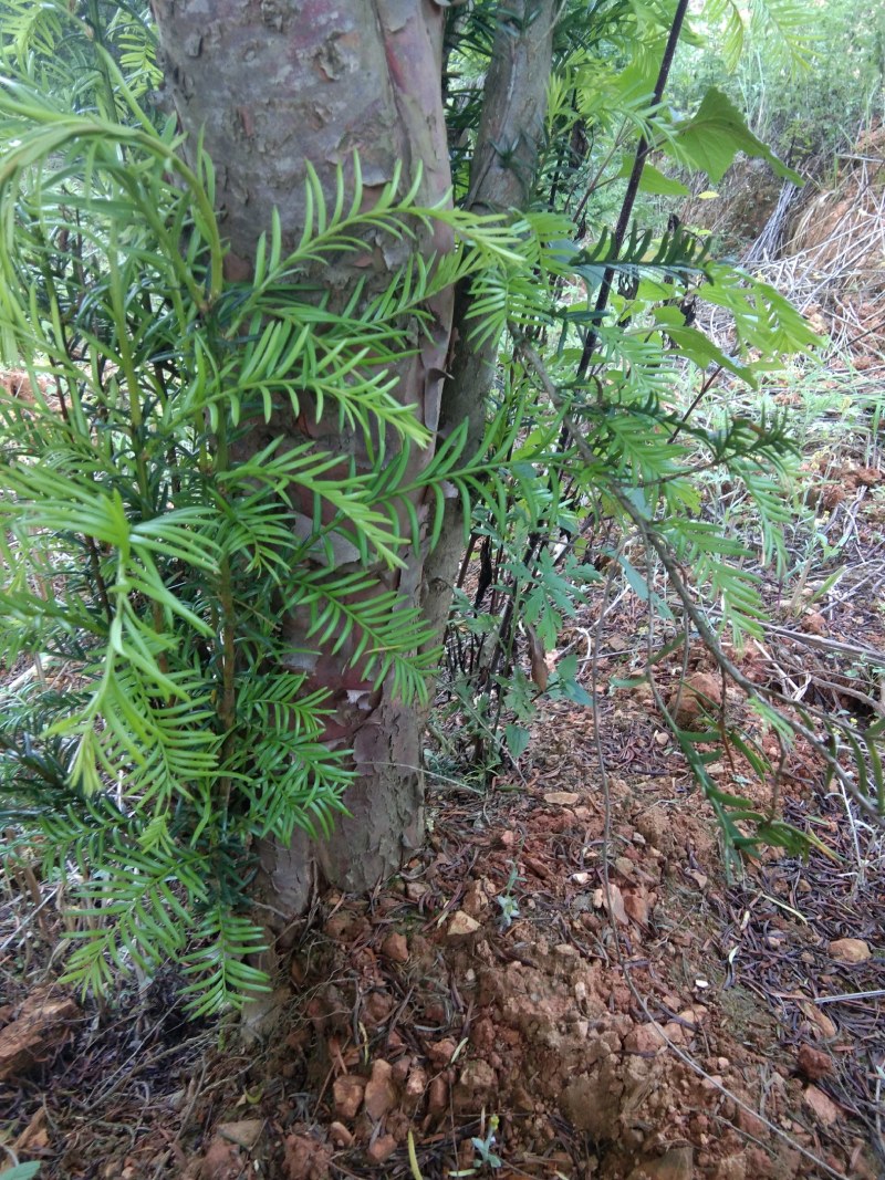 红豆杉