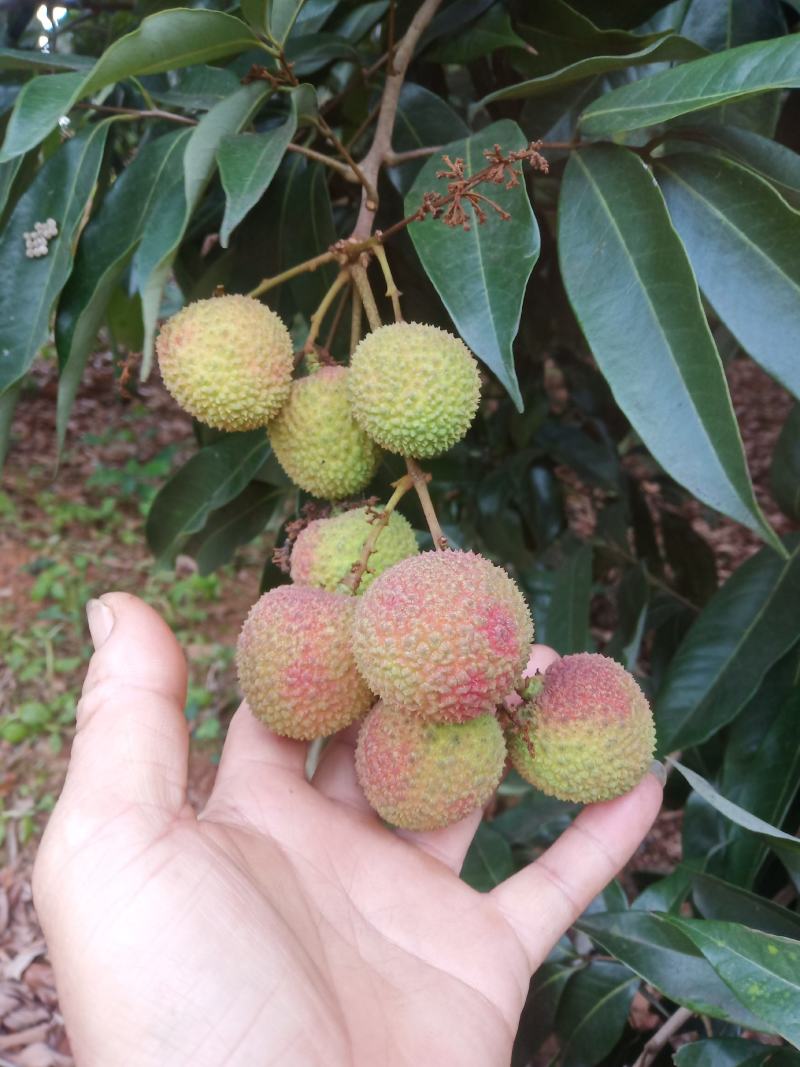 妃子笑荔枝