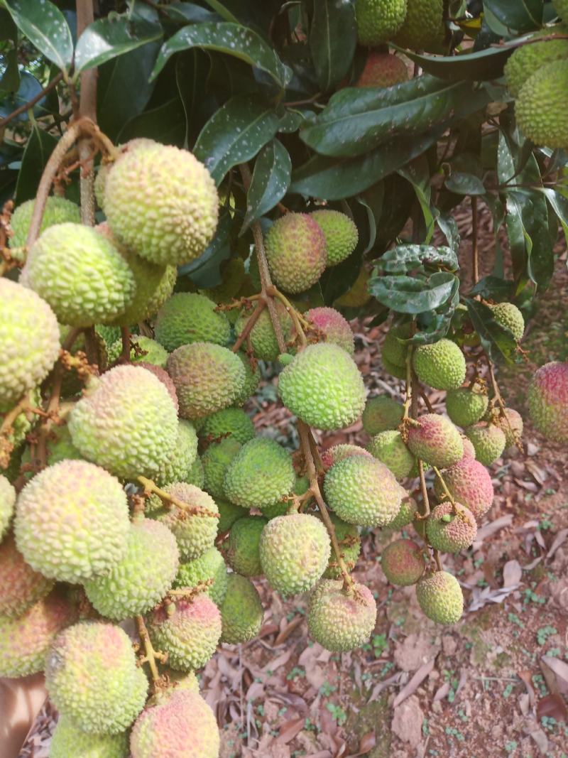 妃子笑荔枝