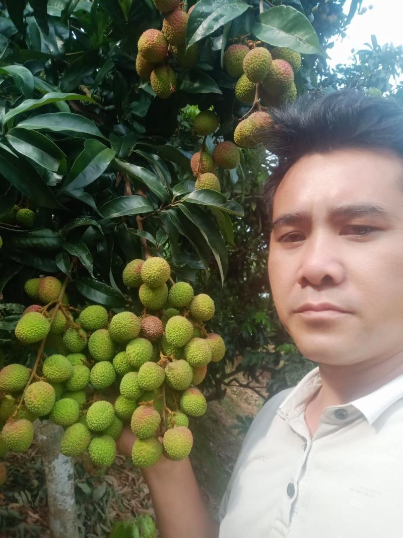 妃子笑荔枝
